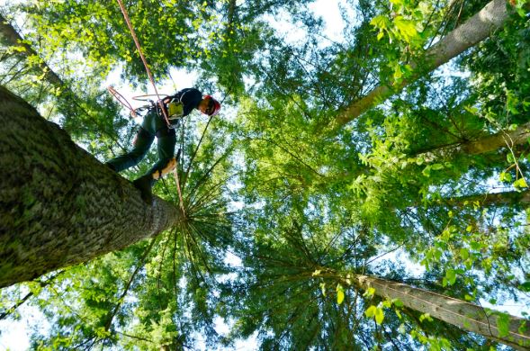 Forest Management Mundy - bright - tree care and pruning