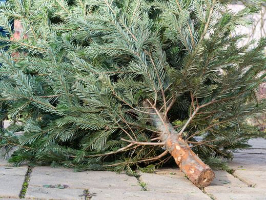 GettyImages-1201105426 - natural christmas xmas tree pine tree_New_Flash_Image_519x390