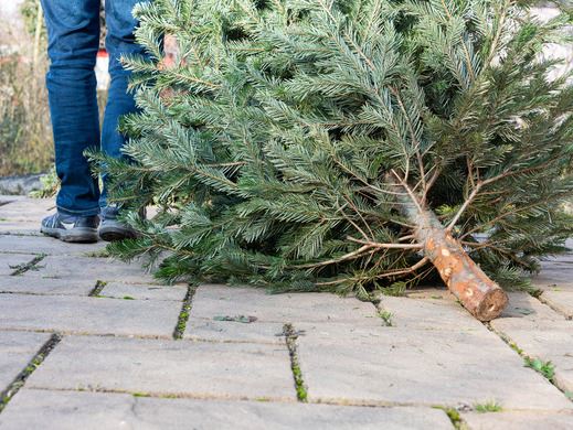 A natural Christmas tree lying on its side on a paved walkway