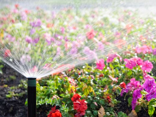 An automatic sprinkler watering colourful flowers
