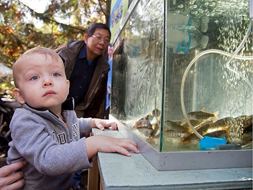 Young boy looks up at camera while his hands are around a tank of salmon 