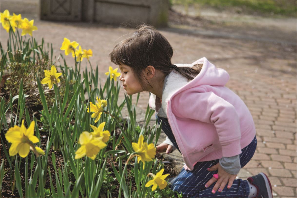 Young girl is leaning down to smell a patch of blooming yellow daffodils 