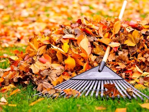 Raking leaves