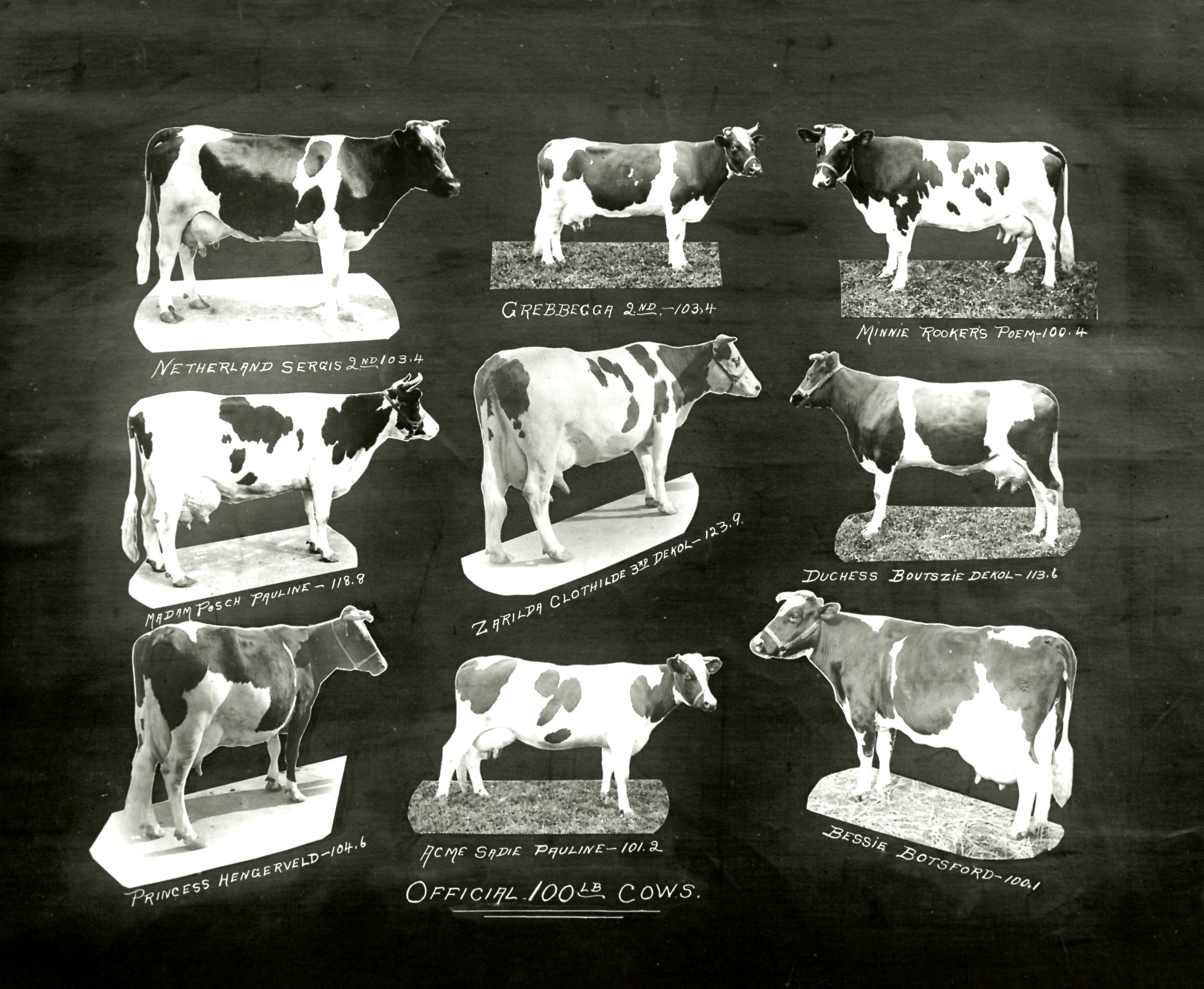 Collage of 100-Pound Cows with Zarilda Clothilde in Centre, Circa 1912 (JPG) Opens in new window