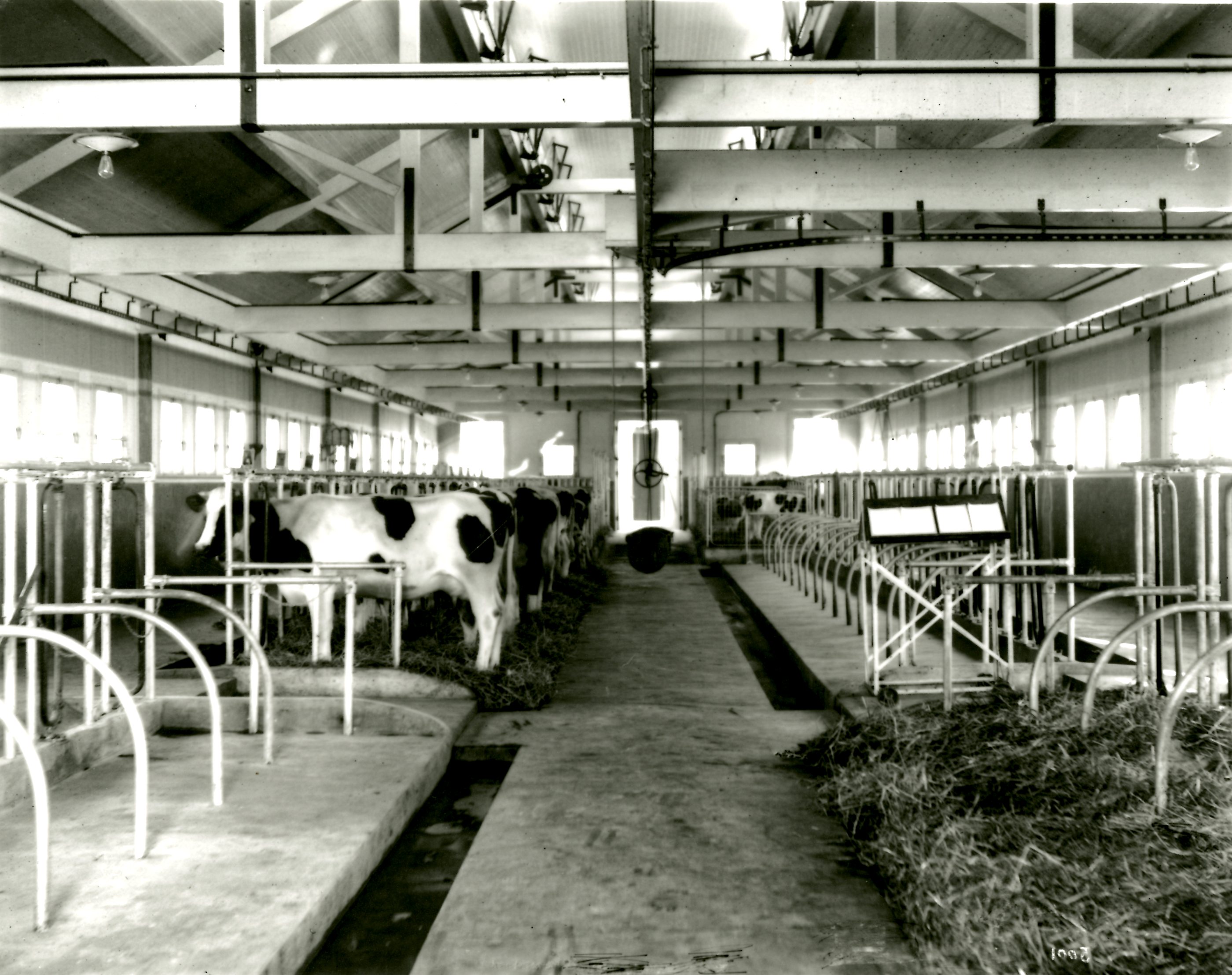 Breeding Barn Interior at Colony Farm, Circa 1912 (JPG) Opens in new window