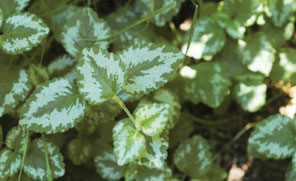 Yellow Lamium