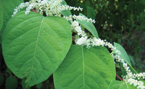 Japanese Knotweed