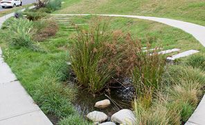 Galloway Rain Garden