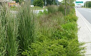 Lougheed Highway Bioswale