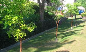 Trees Planted at Place Maillardville